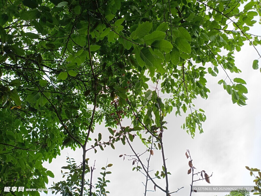 绿叶繁茂的树冠景象