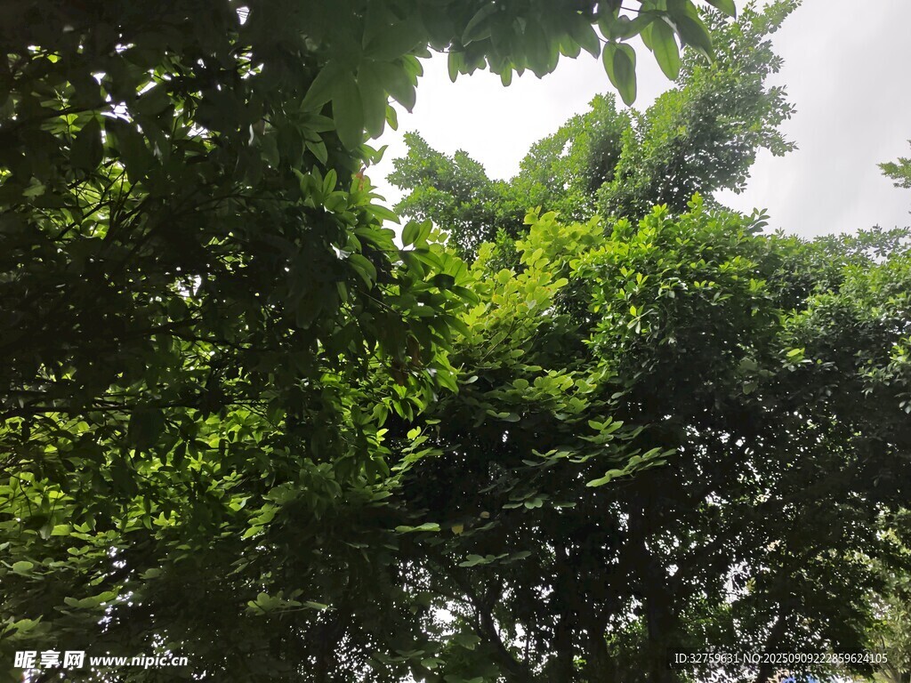 繁茂绿树