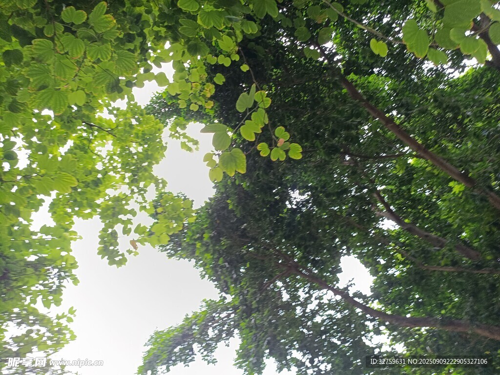仰视葱郁树冠