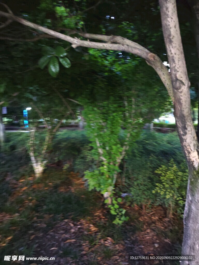 夜晚树下的绿植景致