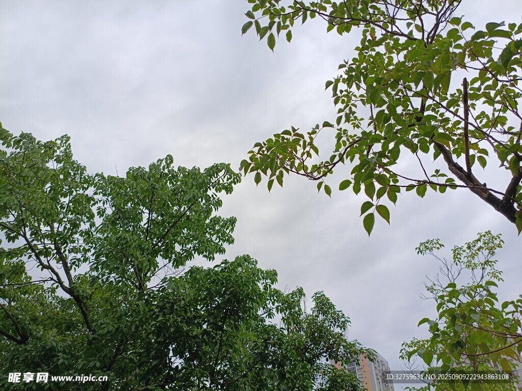 绿树映天的清新景致