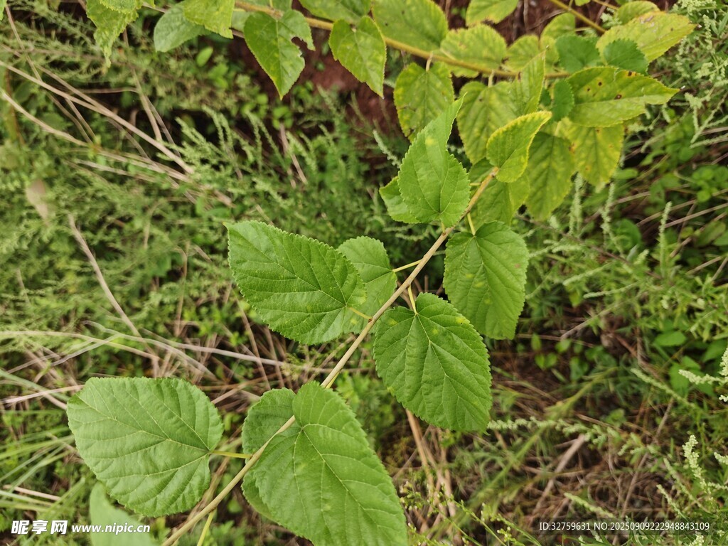 野外生长的绿色植物