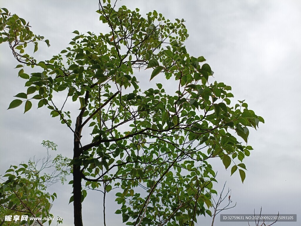 挺拔绿树映灰白天空
