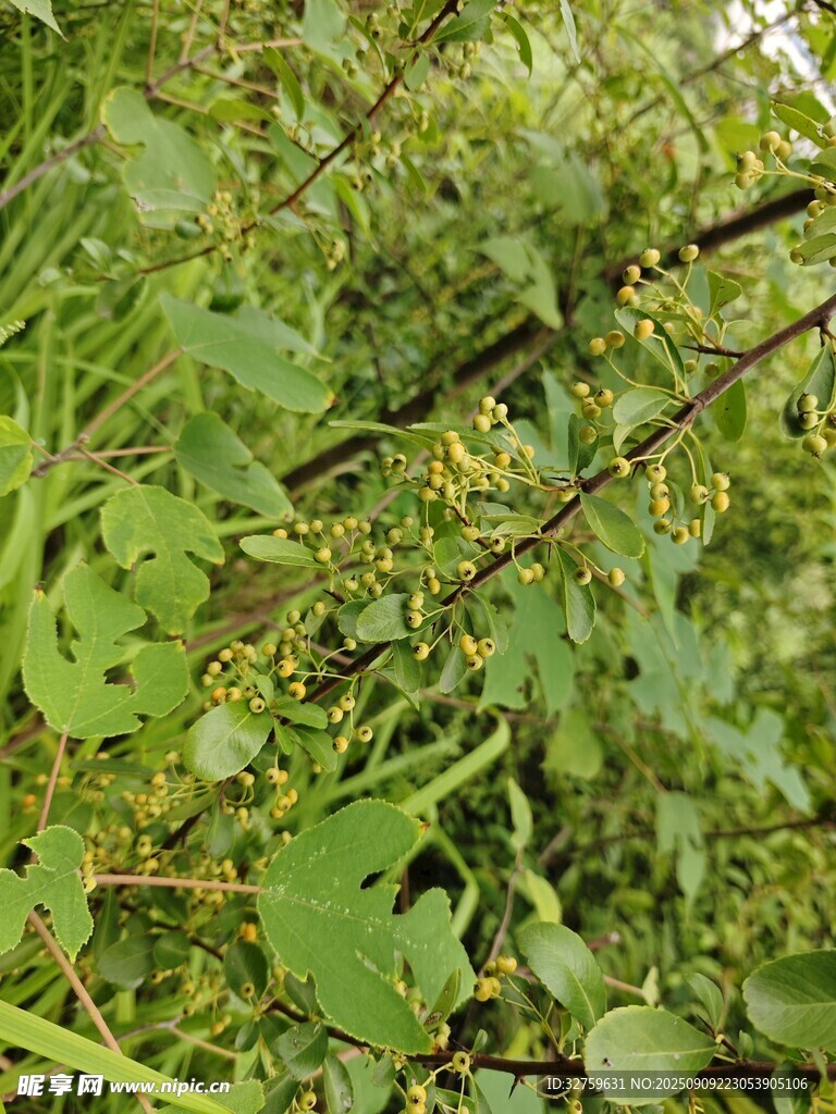 繁茂绿植 