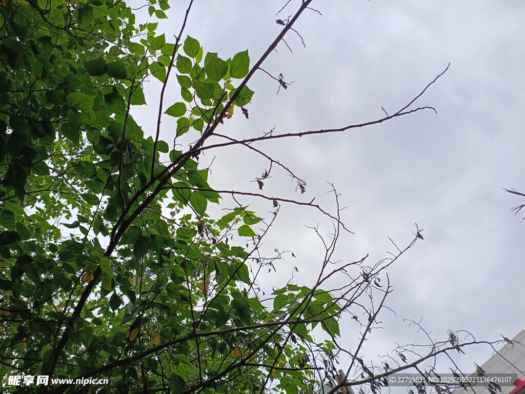 绿叶与枯枝映衬的景象