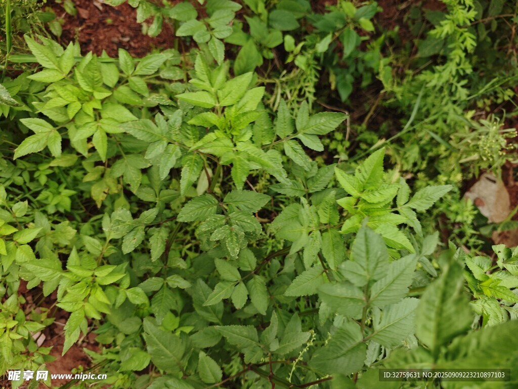 繁茂绿植景观