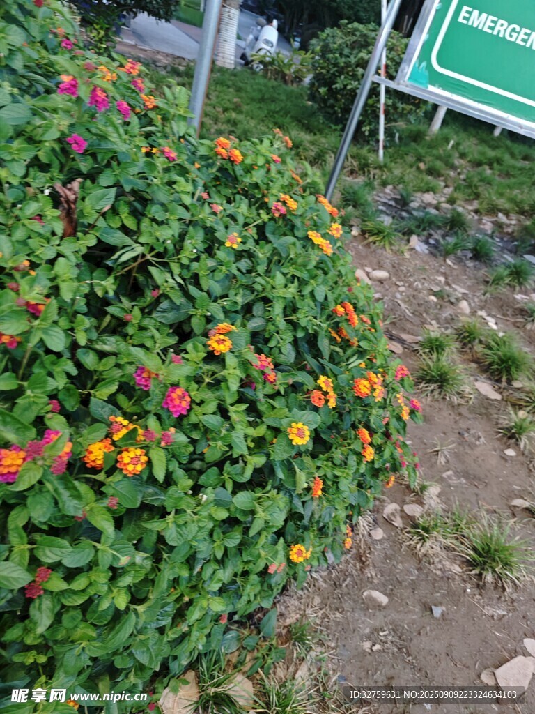 多彩花丛中的标志牌