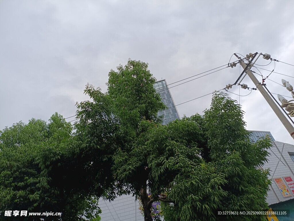 户外绿树与电线杆景象