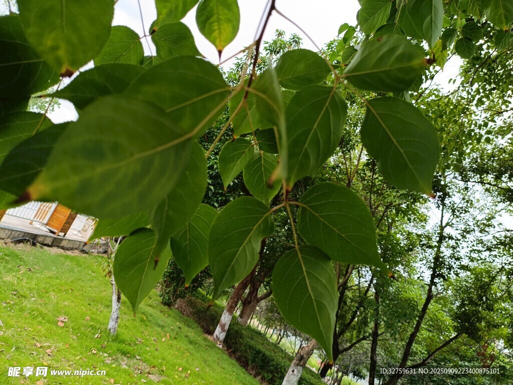 绿叶繁茂的户外景致