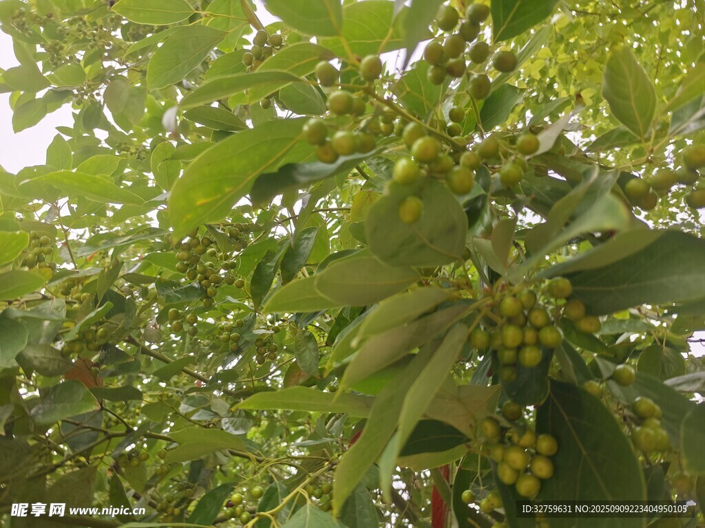 树上结满黄色果实