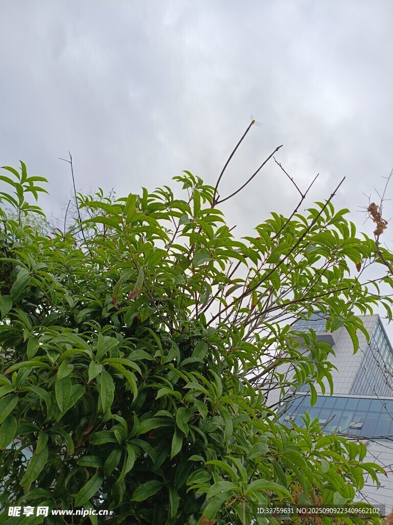 绿叶间的小鸟