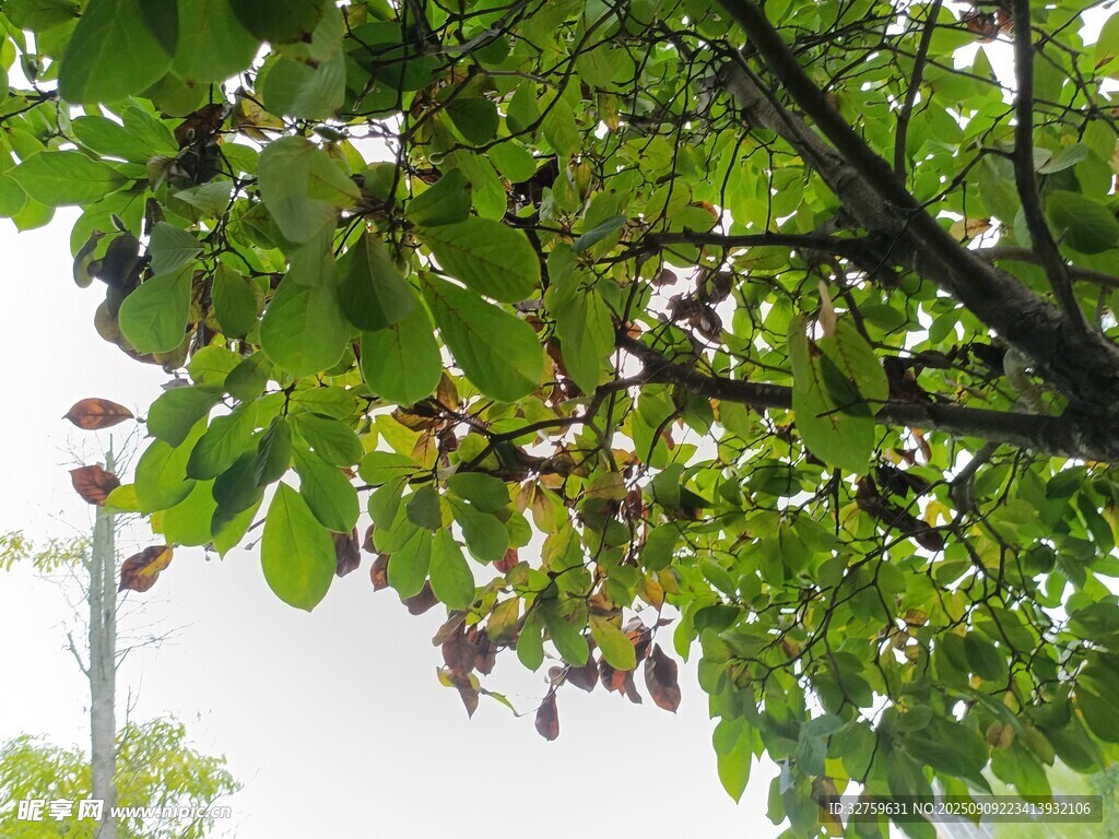 绿叶繁茂的树枝景观