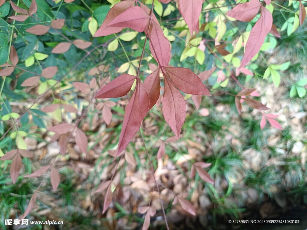 红绿叶植物特写