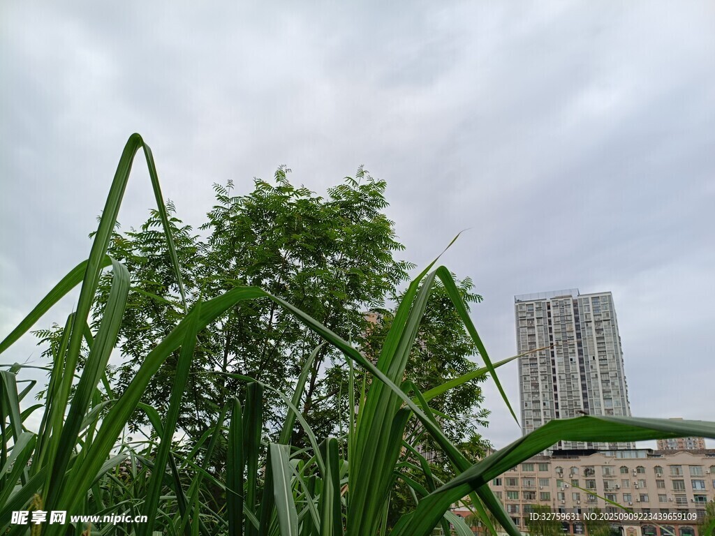 高大绿植旁的城市建筑