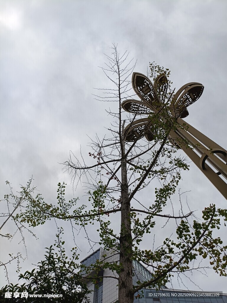 树木