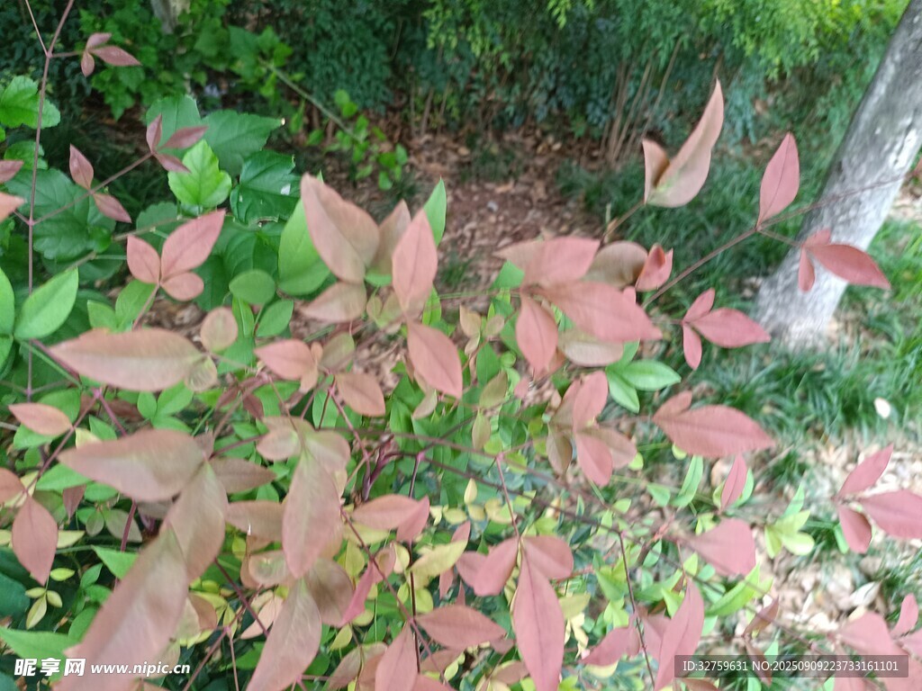 红叶绿植特写