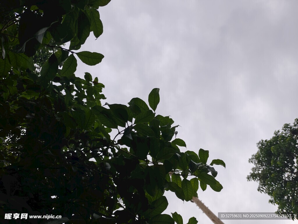 仰视绿树与天空