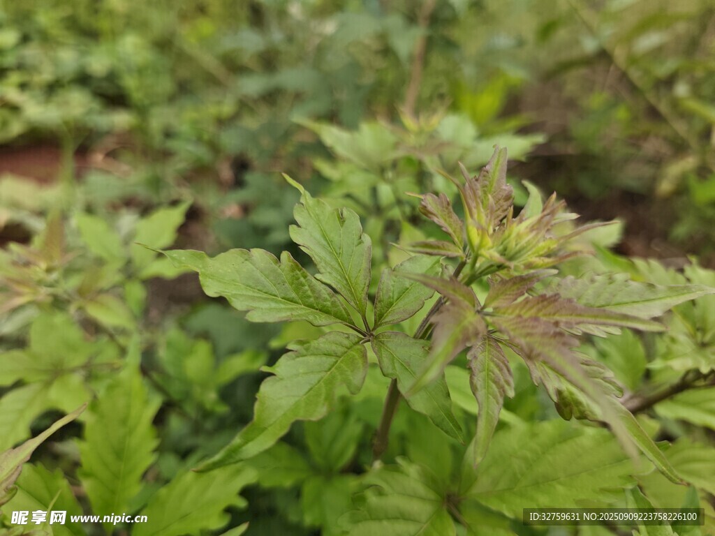 嫩绿植物特写