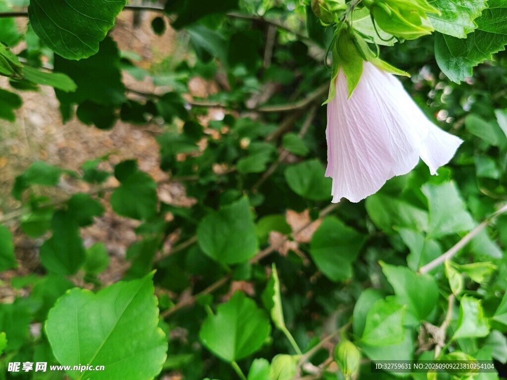 白色喇叭花绽放绿叶间