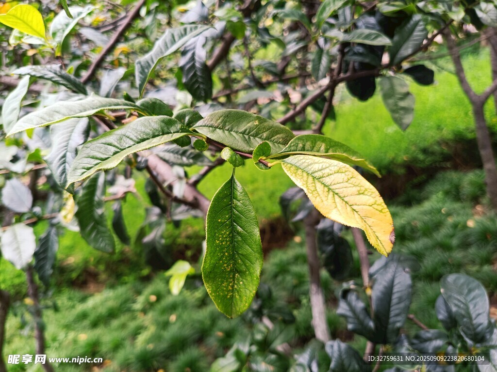 雨后带露的翠绿植物枝叶
