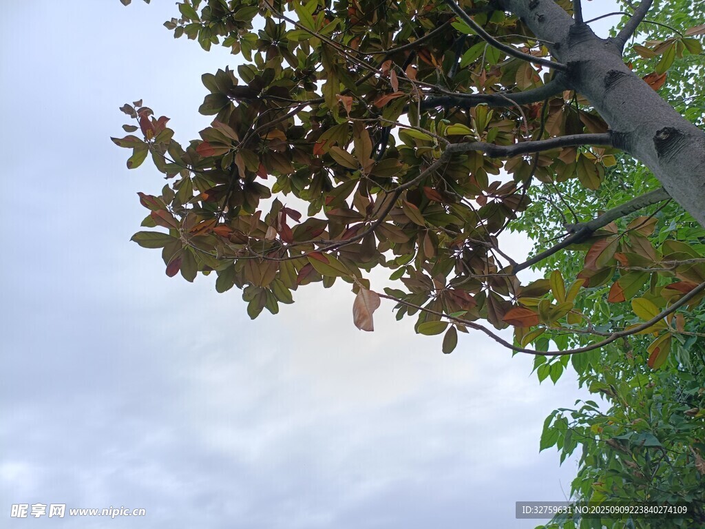 仰视树冠与天空景色