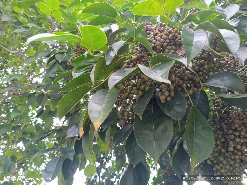 树上挂满的果实