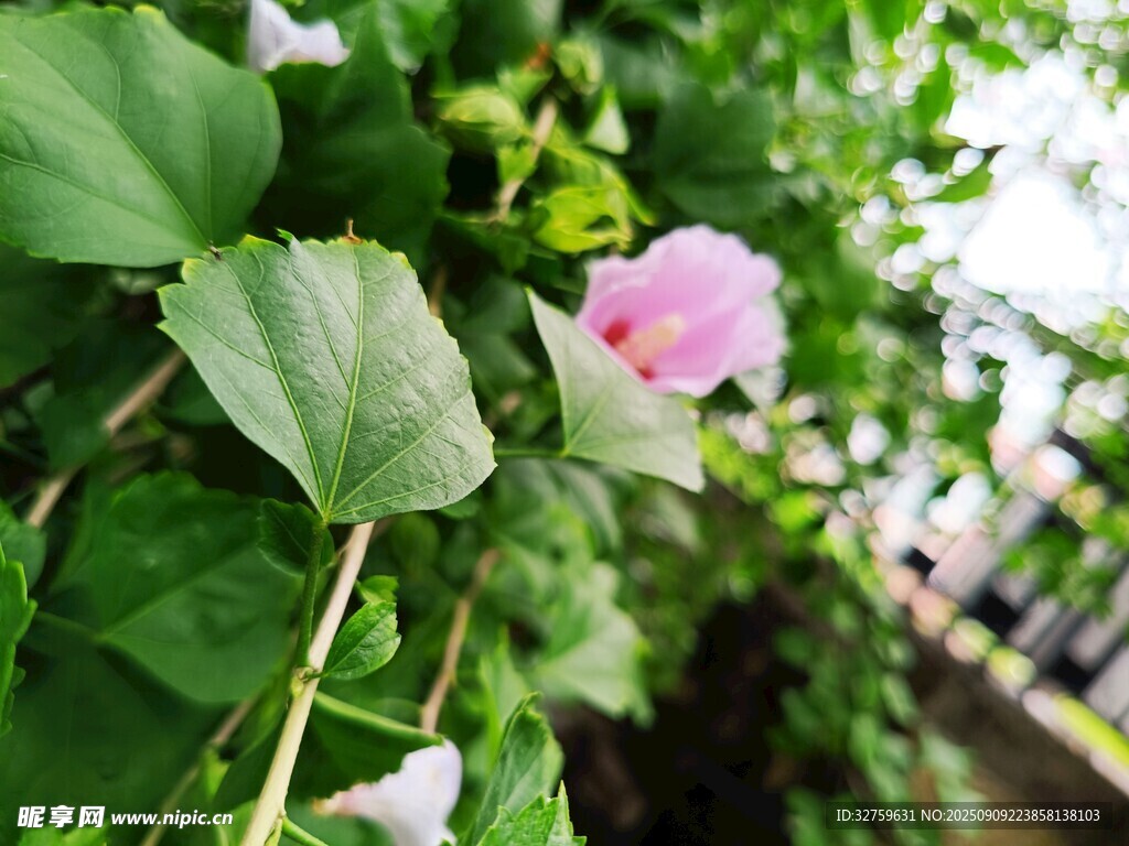 粉色花朵绽放于绿叶间