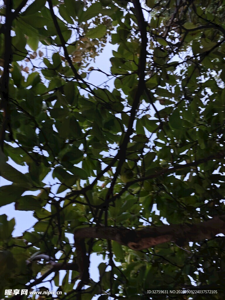 仰视繁茂枝叶的翠绿景象
