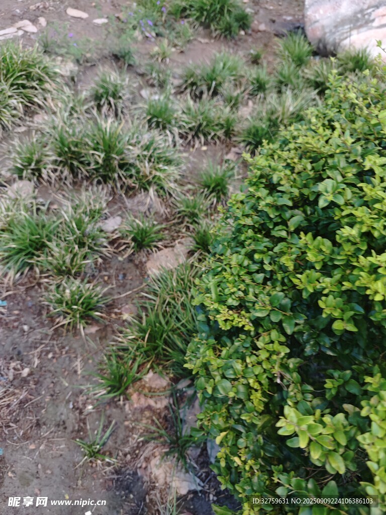 地面绿植景象