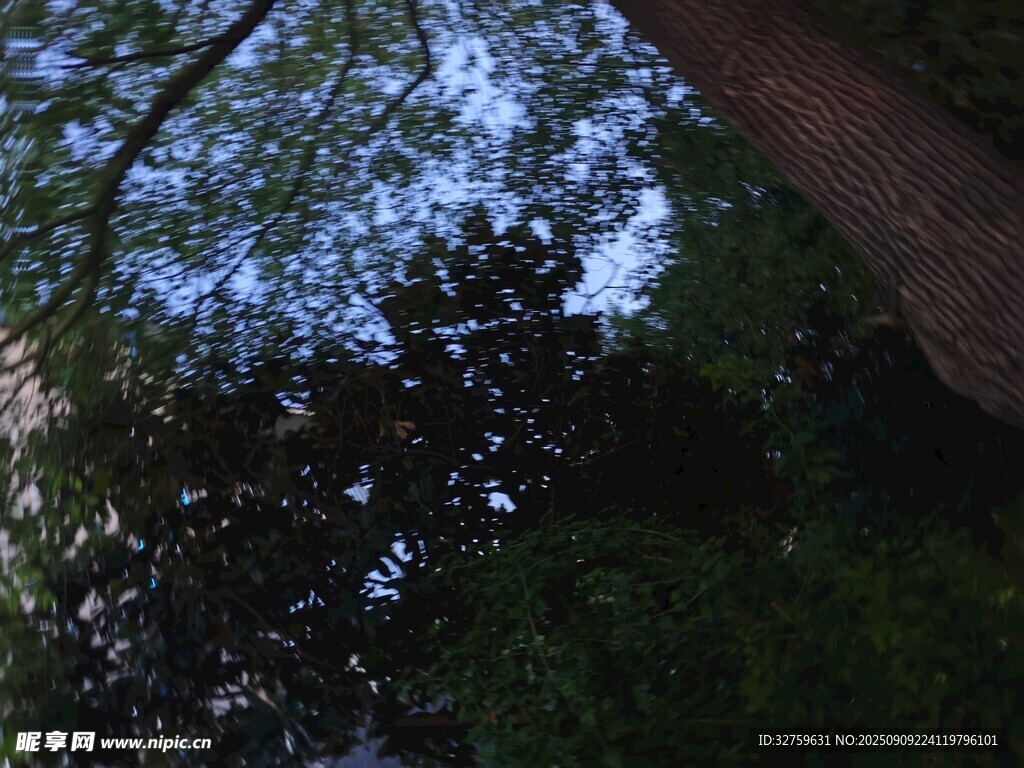 仰视森林树冠美景