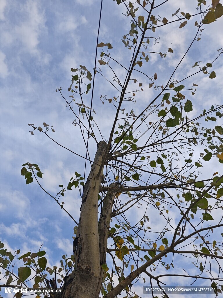 仰拍蓝天中的繁茂树木