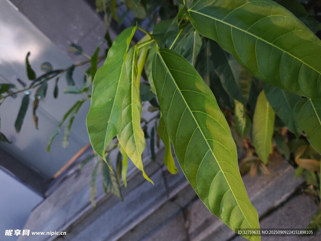 翠绿叶片特写