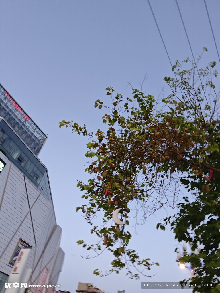 现代建筑旁的葱郁绿树