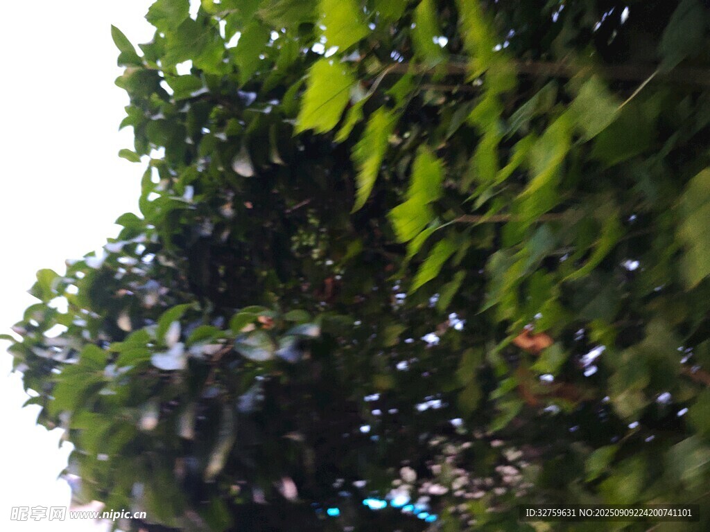 繁茂绿叶展现自然生机