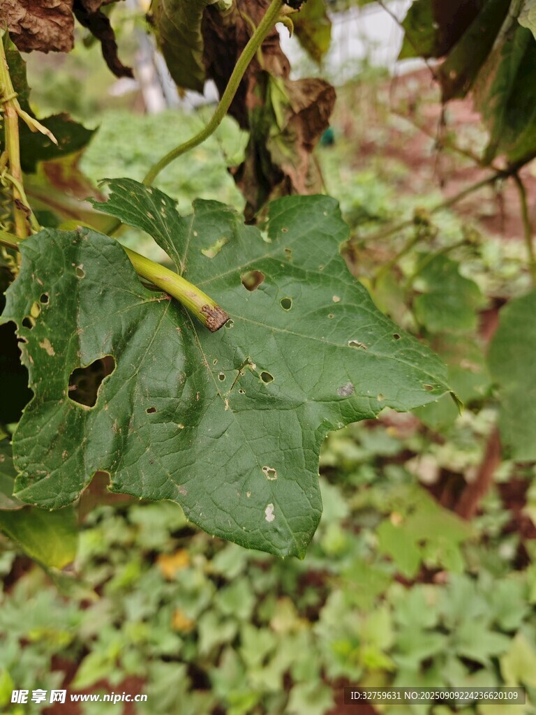雨中翠绿的葡萄藤叶片