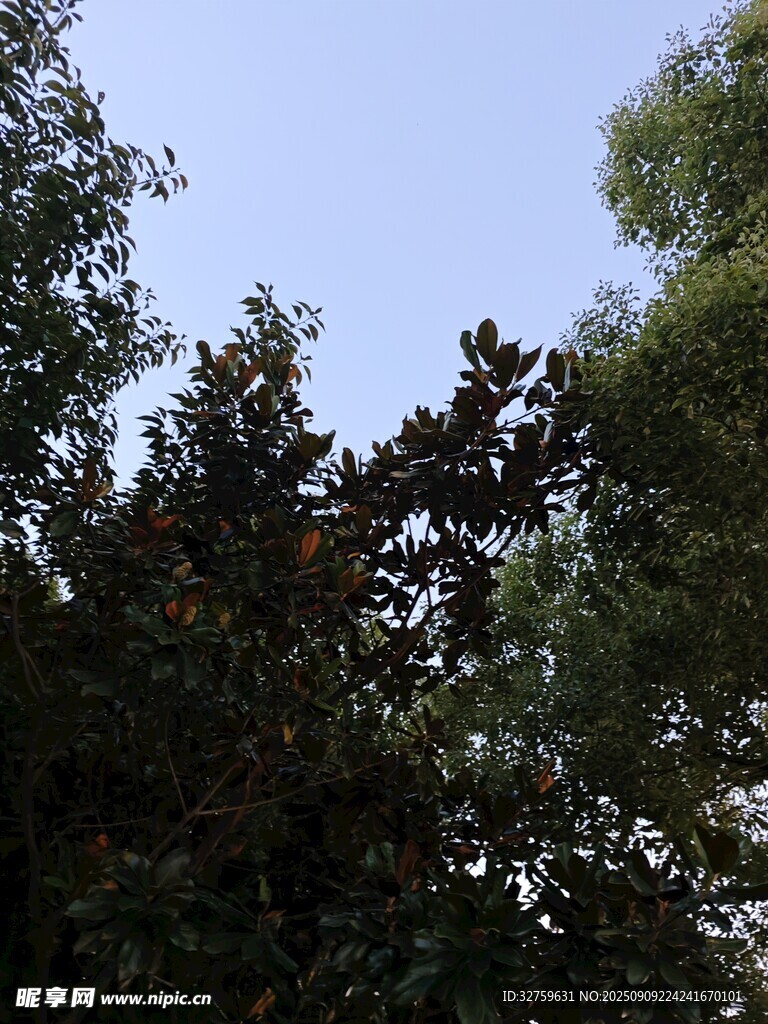 树梢之上的蓝天景致