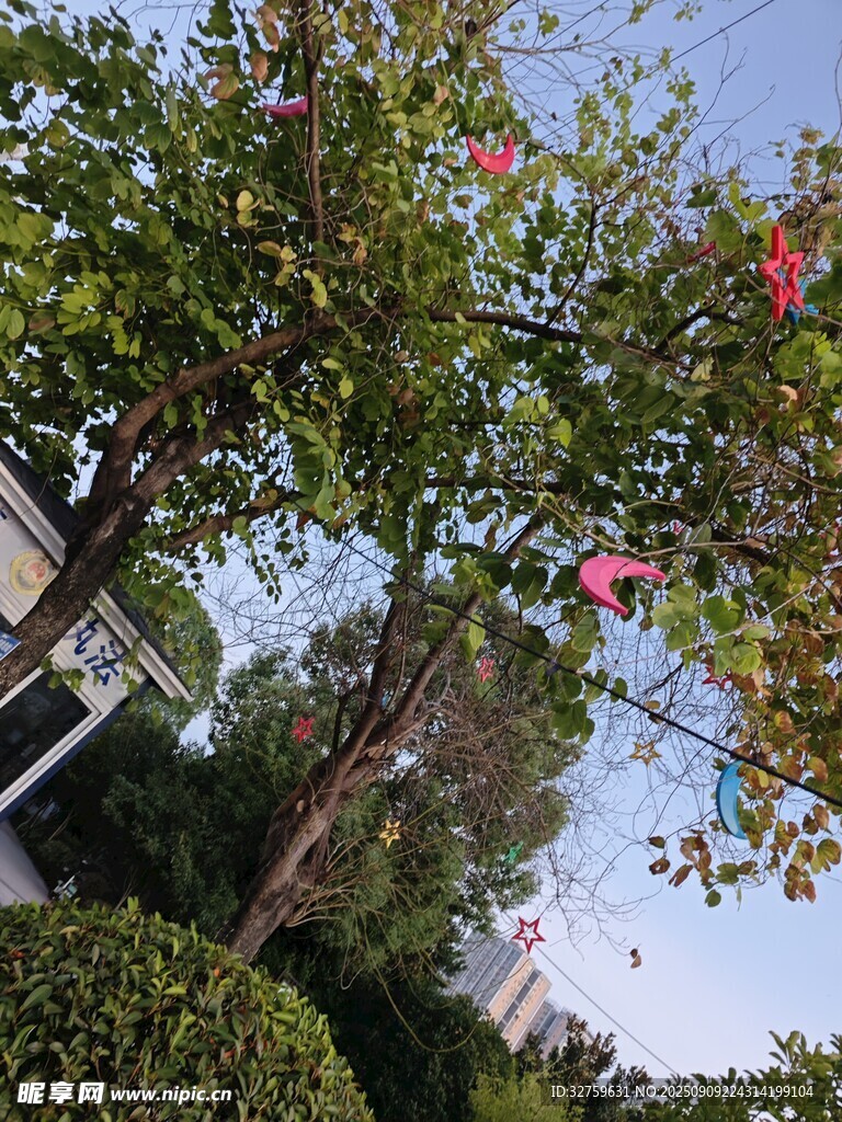 枝头繁花伴绿树蓝天