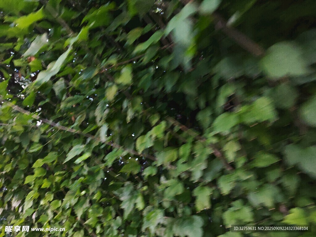 翠绿繁茂的藤蔓植物景观
