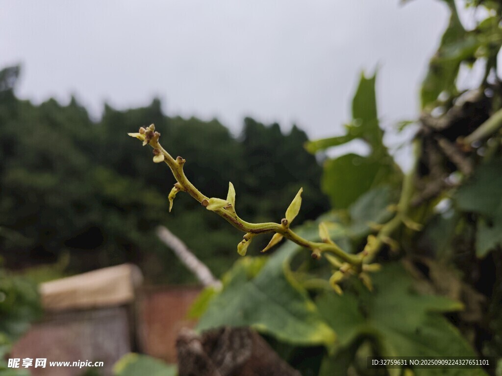 藤蔓上的嫩黄小花