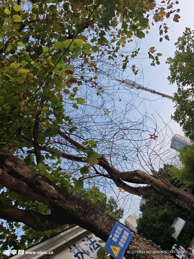 秋日街头繁茂树木景观