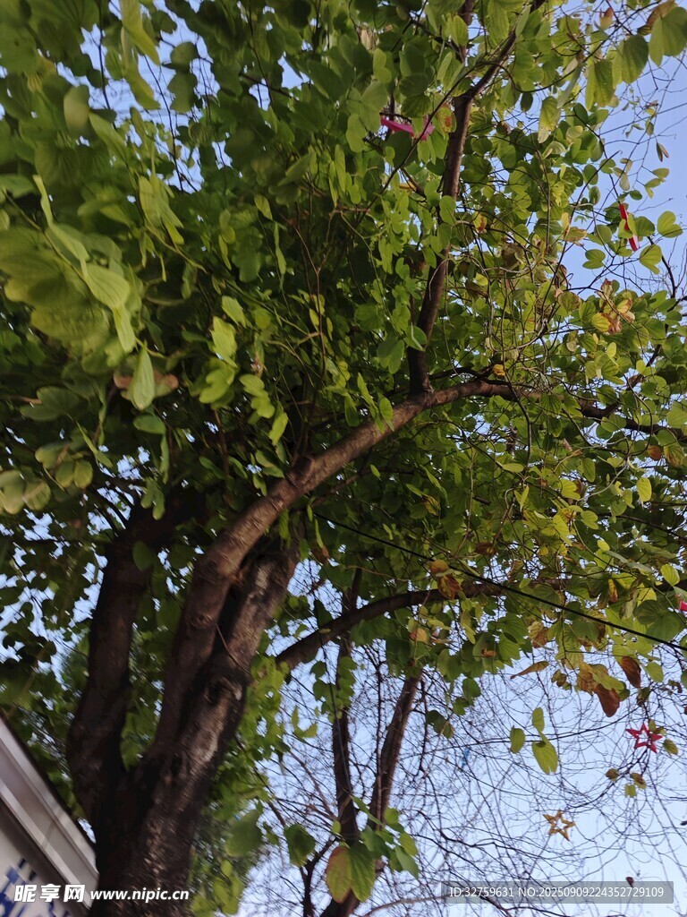 繁茂绿树 