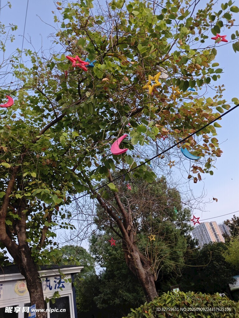 枝头绽放的艳丽花朵