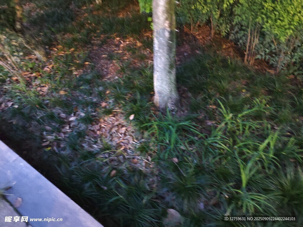 树下绿植景观