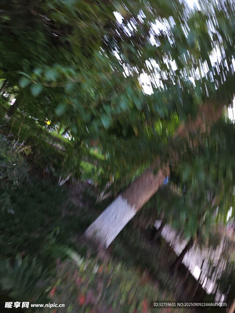 林间模糊景象