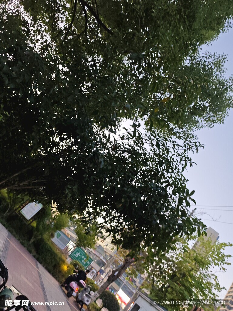 街道旁繁茂绿树景观