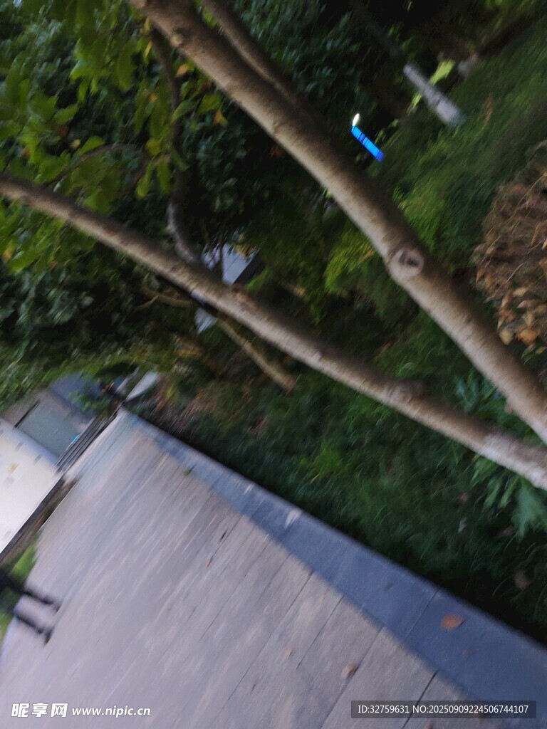 林间木质步道与绿植景观