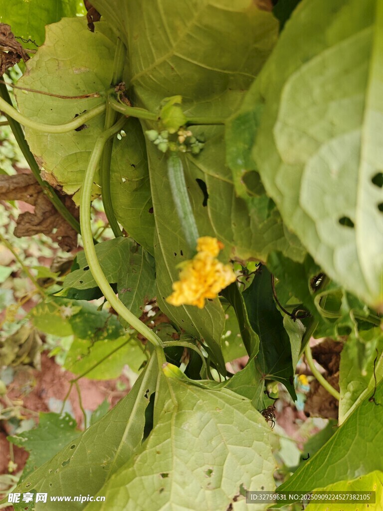 藤蔓间的黄色小花