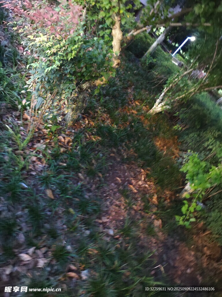 森林中的繁茂绿植景观