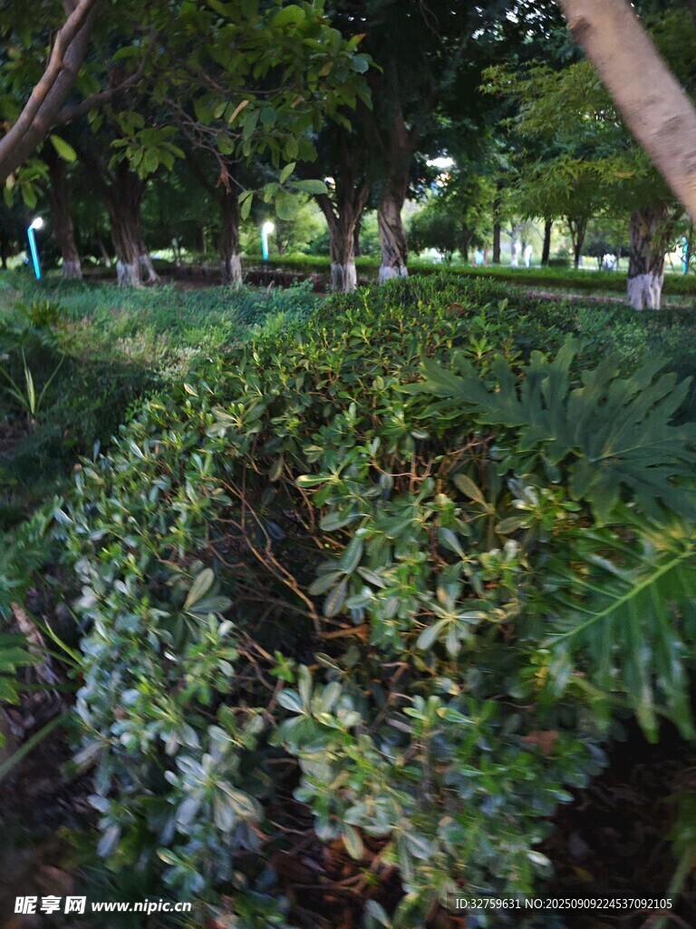 公园中倒下的繁茂树枝