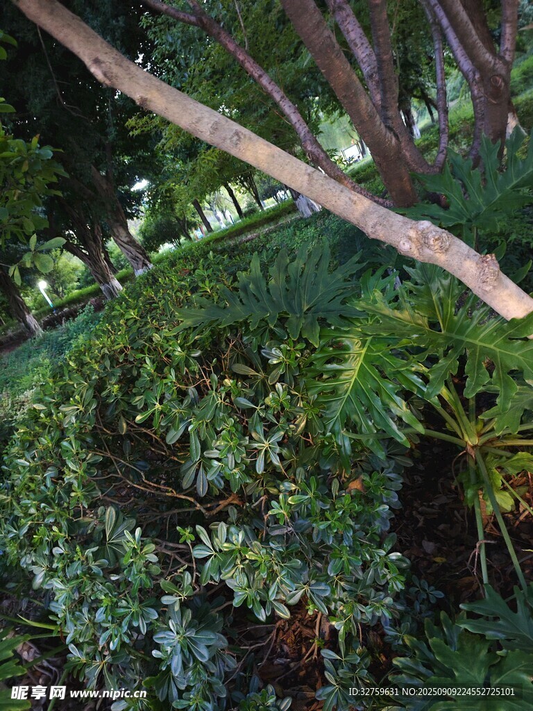繁茂绿植中的倾斜树枝